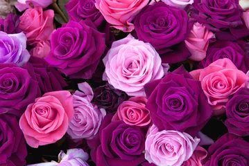 Crédence de cuisine en verre imprimé Fleurs Différentes couleurs de roses sur l& 39 exposition florale