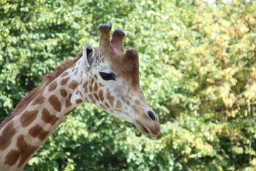 girafe 27082016