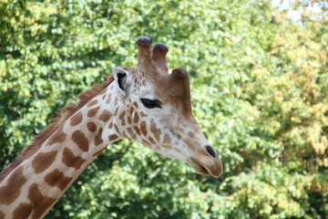 girafe 27082016
