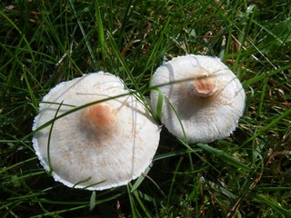 Couple of toxics mushrooms