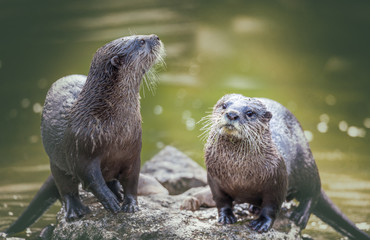 Otter
