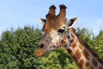 girafe 27082016