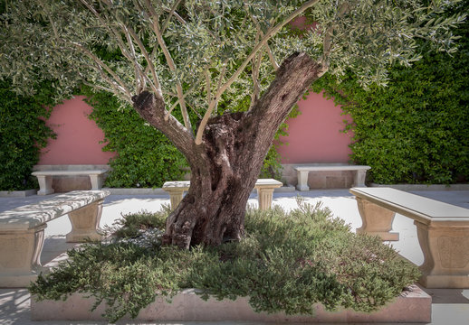 Olive tree in Porto Montenegro, Republic Montenegro