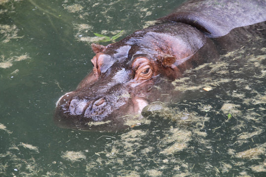 hippopotame 27082016