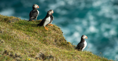 Puffin, Heimaey coast, South Iceland
