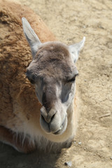 lama 27082016 © ALF photo