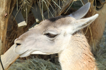 lama 27082016 © ALF photo