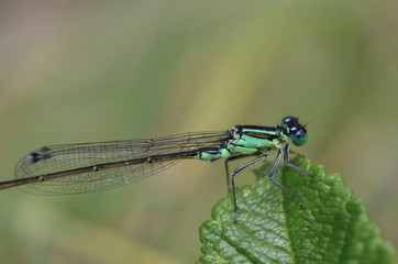 dragonfly