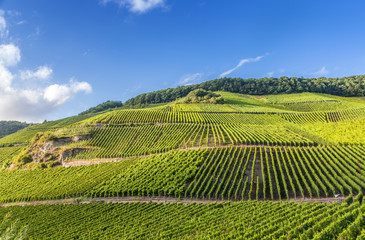 Fototapeta na wymiar view on Moselle vineyards in Germany Piesport