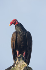 Turkey Vulture (Cathartes aura).