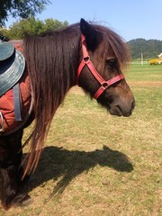 Photograph of brown pony horse