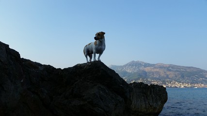 Obraz premium Jack Russell a la mer
