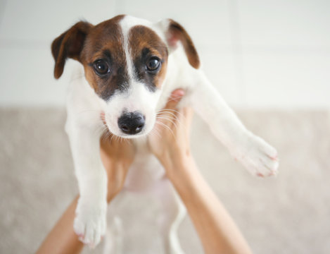 Woman holding Jack Russell terrier