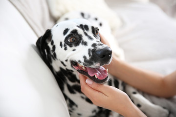 Female hands patting dalmatian dog