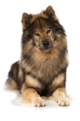 Liegender Eurasier