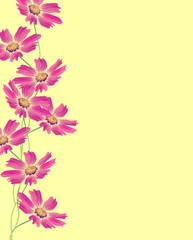 Cosmos flowers isolated on yellow background
