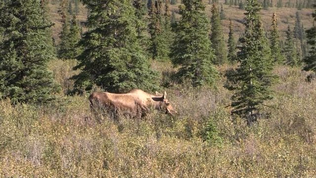 Alaska Yukon Cow Moose