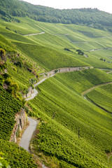 Fototapeta na wymiar view on Moselle vineyards in Germany Piesport