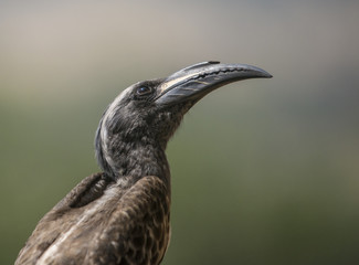 Hornbill