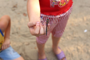 dragonfly on hand