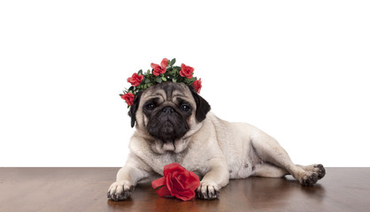 schattig mopshondje ligt als een model op tafel met gekruiste benen en haarband met rode rozen met witte achtergrond