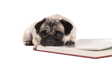 Hond, Mopshond, ligt op boek en kijkt triest
