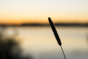 Straw silhouette in sunset