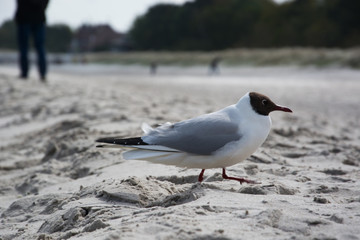Möwe am Strand in Zingst, Darss, Deutschland