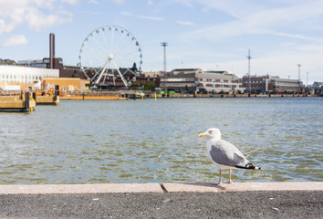 Seagull in front of cityscape of Helsinki, Finland