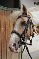 poney dans box