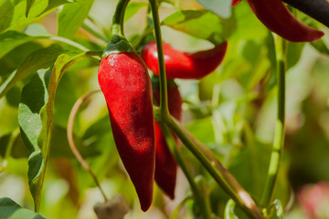 Organic chili pepper plants growing red hot peppers in a vegetable garden on  sunny day