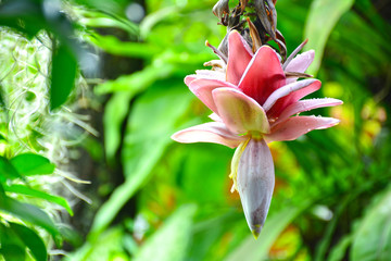 Banana blossom, Banana flower.