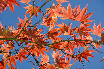 Japanese maple tree leaves in autumn