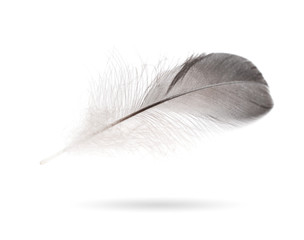 Gray small feather