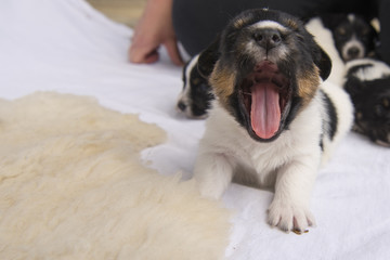 Jack Russell puppies 20 days old