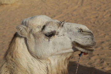 african animals - camel macro shot