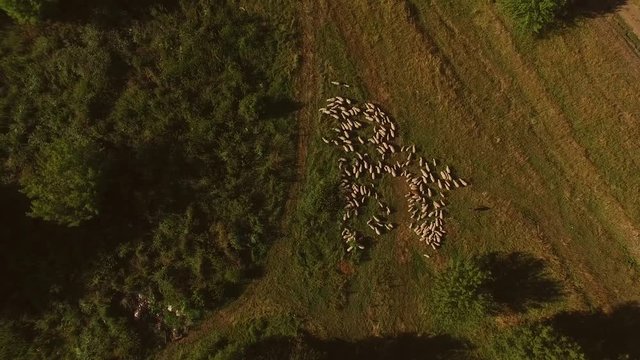 Big herd of sheep. Aerial view of domestic animals. Sheep on pasture land. Flock goes where shepherd leads.