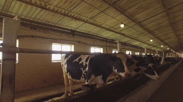Cow herd in cowshed. Black and white cows. Animals bred for meat. Livestock brings profits.