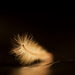 Abstract composition with dried clematis seeds and light