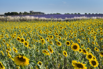 Sunflower and lavender fields in Provence