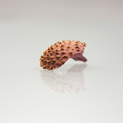 Litchi fruits and peels on white background