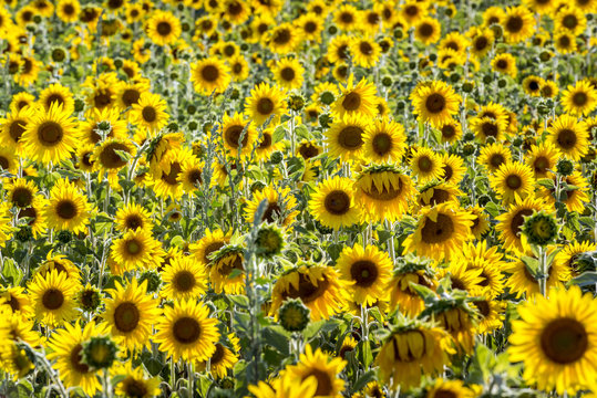 Sunflower field, Provence France