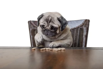 Tragetasche schattig mopshondje zit aan tafel en eet hondenkoekjes met poten op witte achtergrond © monicaclick