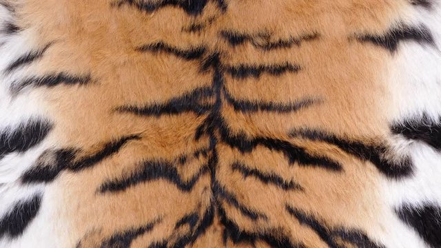 video close up tiger skin texture