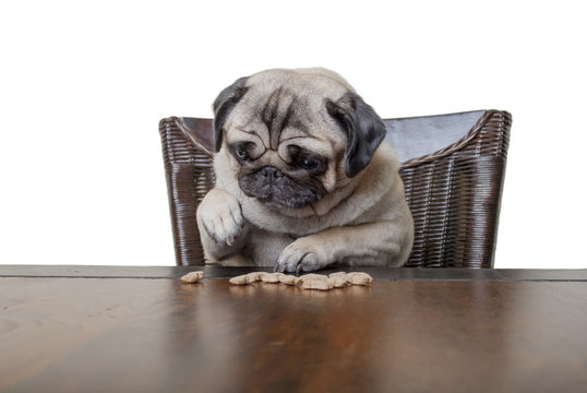 schattig mopshondje zit aan tafel en eet hondenkoekjes met poten op witte achtergrond