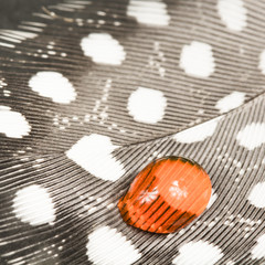 Guinea hen feather with orange water drop and dark background