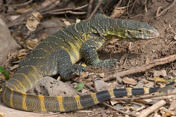 Monitor LIzard