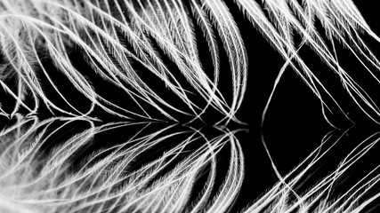 Hen feather with black background