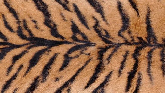 close up tiger skin texture video
