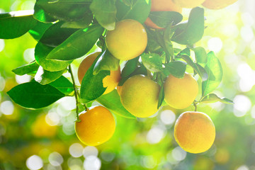 Orange fruit on tree.